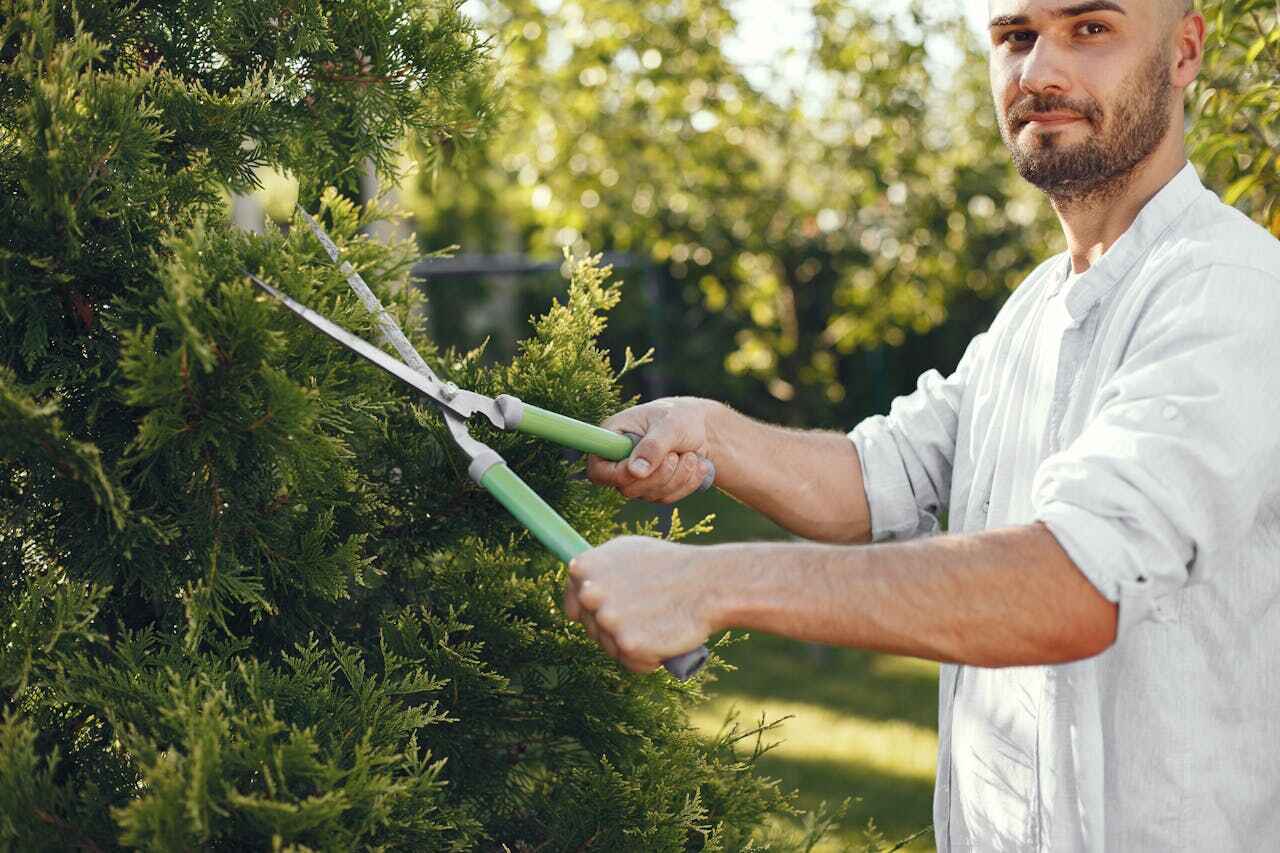 Emergency Storm Tree Removal in Dellwood, MO